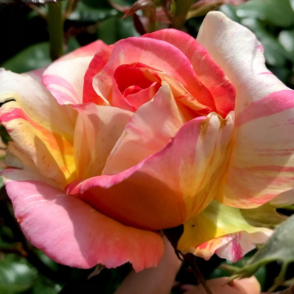 Meet your Posher, Kimberly - Picture 1 of 1